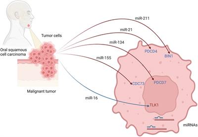 Epigenetic Regulations of Perineural Invasion in Head and Neck Squamous Cell Carcinoma